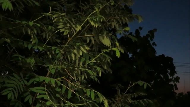 🌸природный ASMR 🌸пение птиц🌸 ночь🌸асмр для сна смотреть онлайн