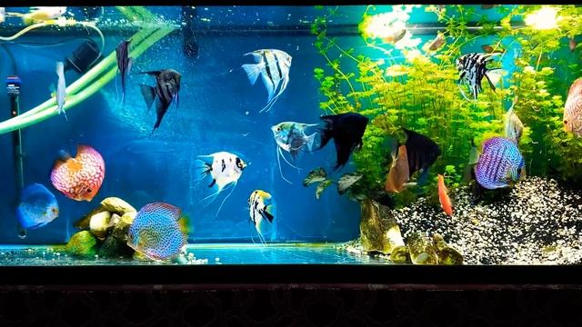 Discus / Angelfish смотреть онлайн