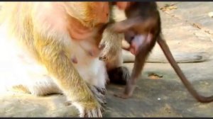 Monkey baby, ну, очень подвижный малый!   1000036082.mp4