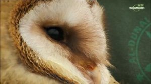 Странствия совы - Совиная одиссея