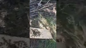 облет матки