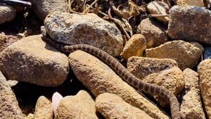 Приморский край.Остров Рейнеке.2023