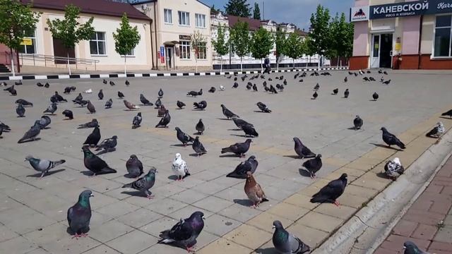 Продам дом ст Каневская #риелтор #арболит #крым #сибиряки #домизарболита