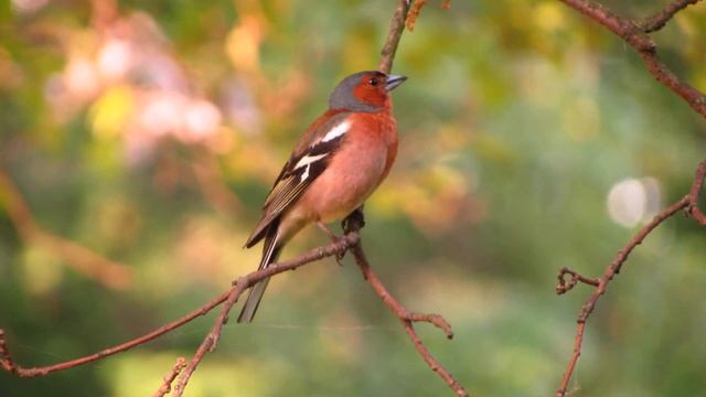 Зяблик поет смотреть онлайн