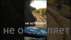 Лось внедорожник!!!!!!!
