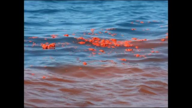 Virtual Visit: Live w/ Dr. Asha de Vos on Sri Lanka's Giants! смотреть онлайн