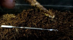 Виноград.Размножение винограда. Как прорастают одно почковые глазки винограда. Укоренение винограда