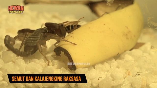 Besar Banget! Serangga Berukuran Raksasa Ini Sungguh Bikin Merinding dan Gemparkan Publik