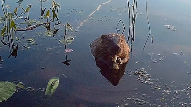 Бобёр в Печатниках июнь 2018 смотреть онлайн