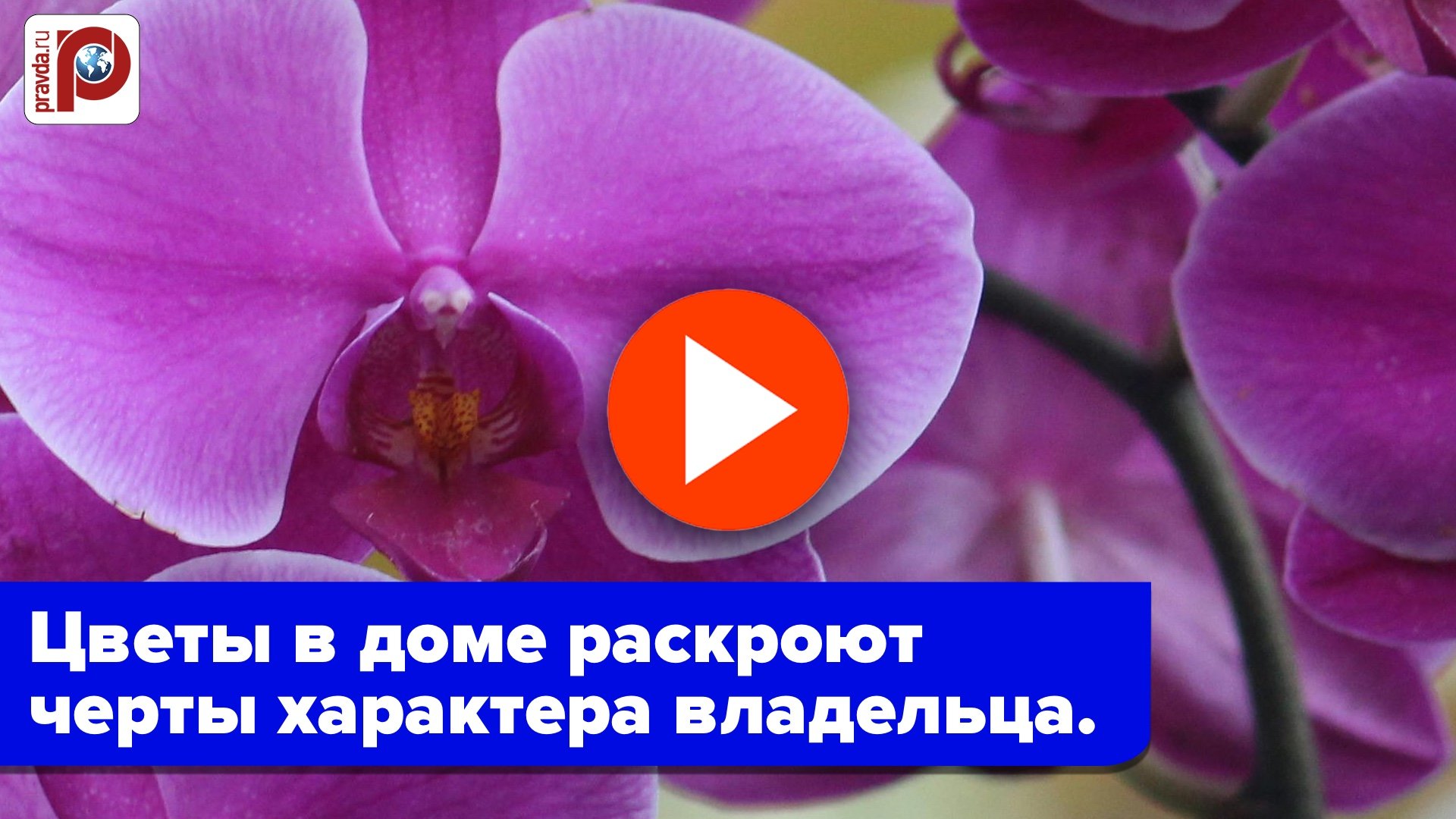 Раскрыт секрет: эти цветы в квартире выдают тайны личности владельца!