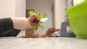 100 дней пересадки: драцена суркулоза