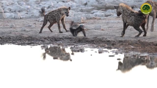Hyena ने गलत जानवर से पंगा ले लिया | When Hyenas Messed with the Wrong Opponent смотреть онлайн