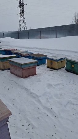 ВЫСТАВИЛИ ПАСЕКУ