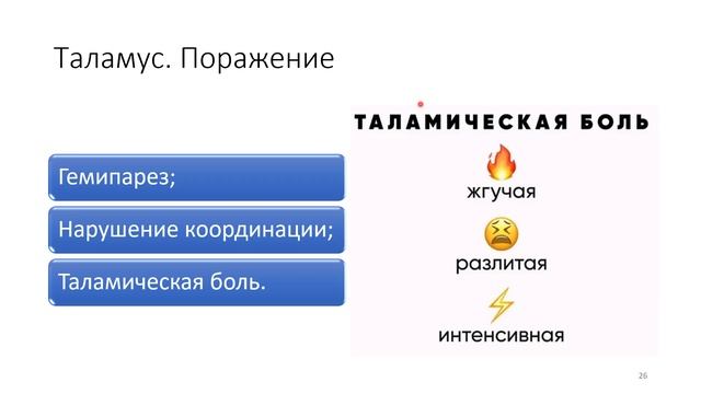 10 Промежуточный мозг, мозжечок