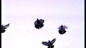 николаевские голуби Николая Агурбаша (4)