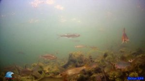 Ноябрь, пойма морозно, крайняя жидкая вода