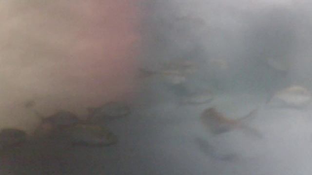 Ultimate bait holding tank system with uv смотреть онлайн