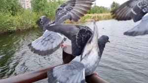 Голуби взлетают 
Pigeons take off
