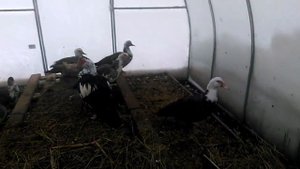 Установка новой поилки для гусей! Устраняем неполадки