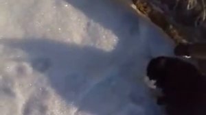 мышелоловка .мыши в полторашке