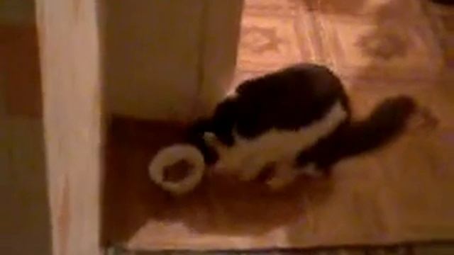 Мой кот ест как человек смотреть онлайн