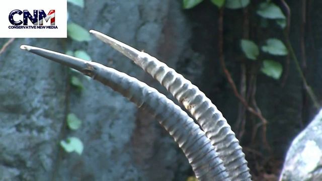 Sable Antelope in 1080P HD - by John D. Villarreal смотреть онлайн