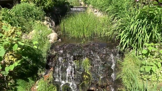 Пение птиц и расслабляющая фортепианная музыка сочетаются в красивой природе 🌹 10 смотреть онлайн