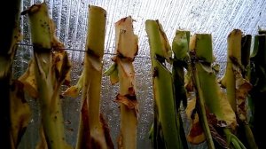 Как подвесить табак кустами. Самый простой способ! Результат 100%