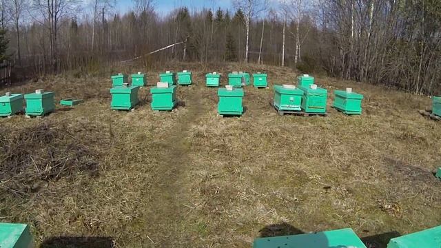 Как определить состояние семьи не открывая улей