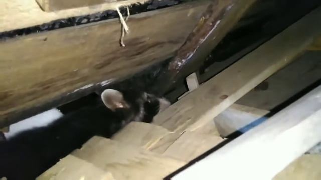 Обнаружили енота 💥😳 откуда то прибежал енот, неожиданно появился... смотреть онлайн