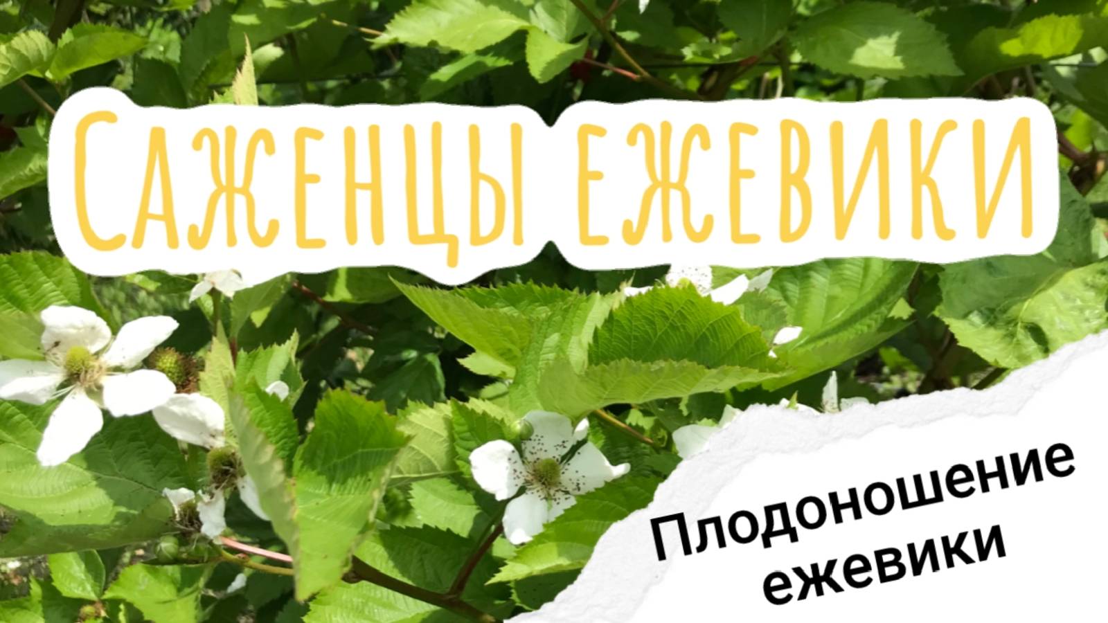 Плодоношение ежевики, саженцы ежевики.