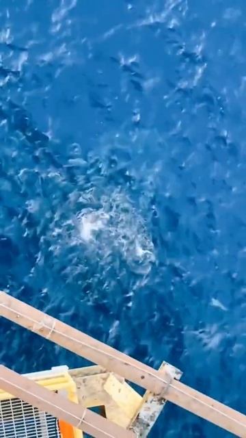 Oh wow #northsea #scary #scarysea #footage #ocean #adventure #explore #fyp #foryou @Dangerous Ocean смотреть онлайн