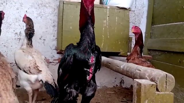 Oshamo Cobra,2 февраля 2021 г. смотреть онлайн