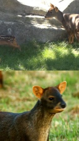 ADORABLE PUDÚ del Sur (Pudu puda) #venados #ciervos #chile #argentina