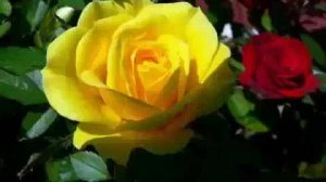 005_из165 - Научи меня Боже мудрости - 4м 13с