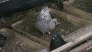 ГОЛУБИ !!! КИЕВСКОЙ обл. Березнеговатовские.  ВИКТОРА  Йос. 2. 06. 2023 г.