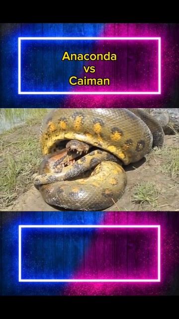 Anaconda vs Caiman #azanimal #shorts #animals смотреть онлайн