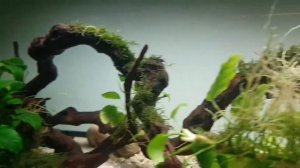 Baracuda gar fish tank