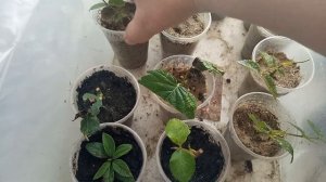 Черенкование плетистой розы.