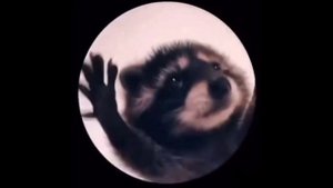 педро педро педро енот