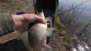 Рыбалка на Листвягово. Крупный карась и лещ клюёт без перерыва.