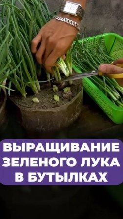 Самый ЛЕГКИЙ способ вырастить лук в бутылке за 2 НЕДЕЛИ!
