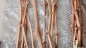 Посылка с черенками Аватар, Рататуй, Василиса Прекрасная, Белая Надежда