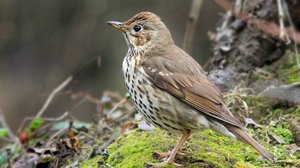 Певчий.дрозд