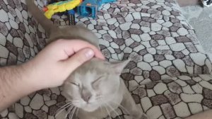Кот Симус - Взрослый кот, а нежности как у котёнка