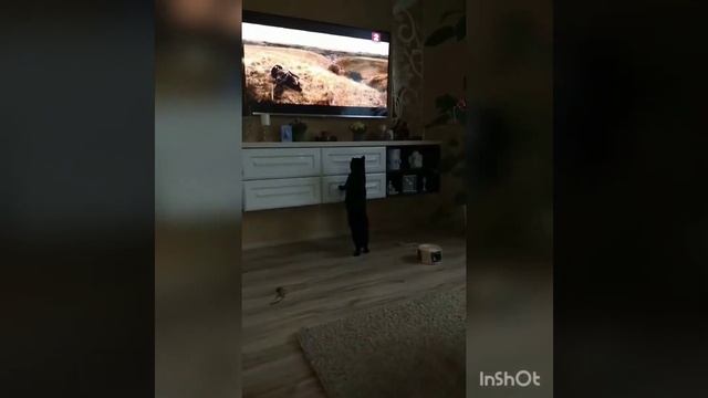 кошка смотретрет фильм