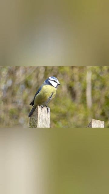 #shorts #birds смотреть онлайн