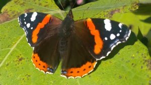 Butterfly species Cethosia biblis placed in Caslano Suisse