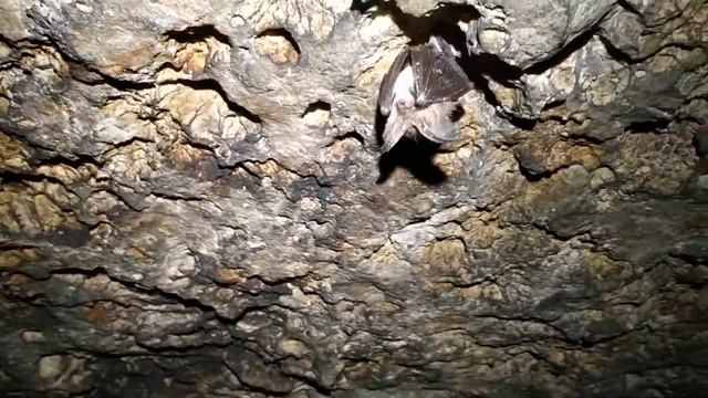 Летучие мыши в Силикатах смотреть онлайн