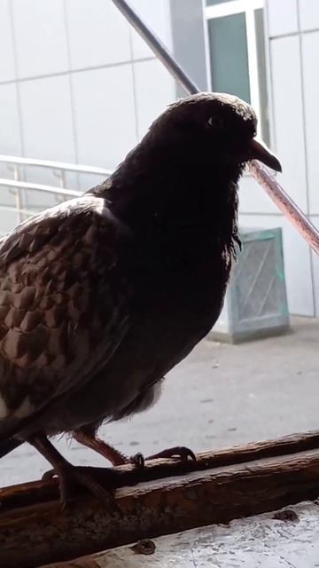 пришёл в гости смотреть онлайн